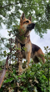 德国牧羊犬立于绿植间