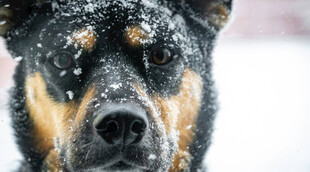 雪中犬的坚毅神情