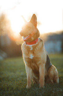 夕阳下的德国牧羊犬
