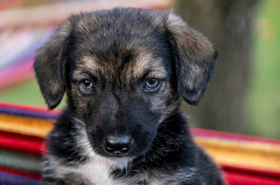 可爱幼犬坐在多彩物件上