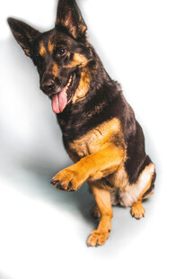 可爱德国牧羊犬坐立卖萌