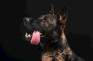 威武德国牧羊犬张嘴吐舌