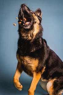 德国牧羊犬欢跳接食物