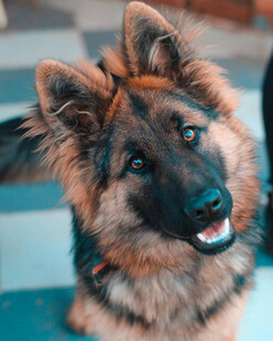 可爱德国牧羊犬萌态十足