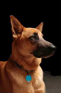 帅气的棕色犬佩戴蓝色项饰