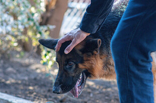 人与德国牧羊犬亲密互动