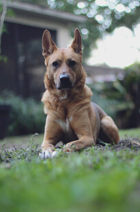 草地休憩的德国牧羊犬