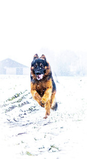 雪地中奔跑的帅气德国牧羊犬