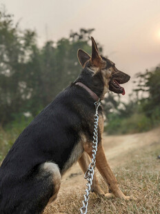 拴着链子的黑犬坐于草地