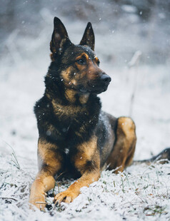 雪地中休憩的德国牧羊犬