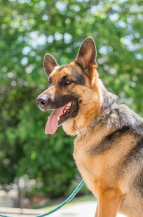 可爱德国牧羊犬户外休憩