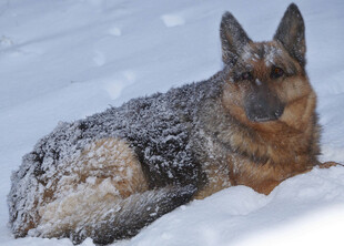 雪地中的德国牧羊犬