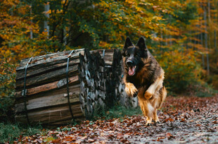 秋日林间奔跑的德国牧羊犬