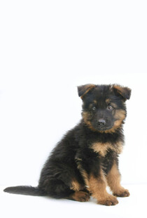可爱小黑棕幼犬