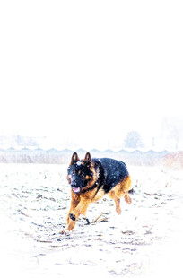 雪地中奔跑的德国牧羊犬