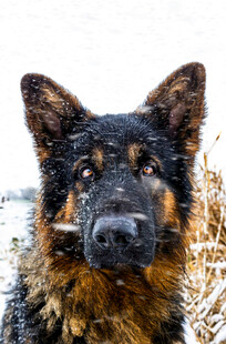 雪地中的德国牧羊犬