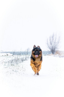 雪地中奔跑的德国牧羊犬