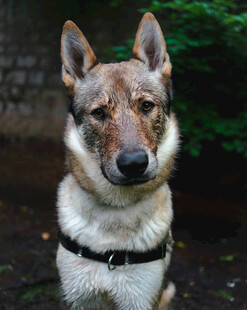帅气德国牧羊犬户外特写