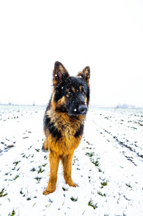 雪地中的德国牧羊犬