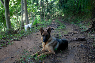 林间休憩的德国牧羊犬