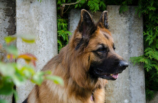 德国牧羊犬户外帅气模样