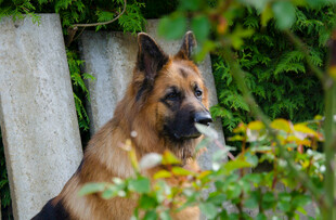 德国牧羊犬于绿植间