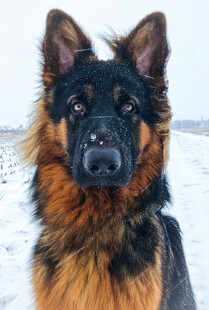 雪地中的德国牧羊犬