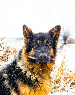 雪地中的德国牧羊犬