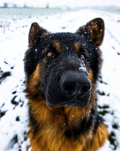 雪地中的德国牧羊犬