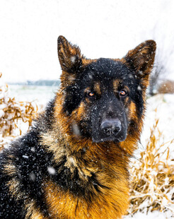 雪地中的德国牧羊犬