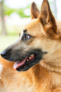 可爱棕犬张嘴露舌望远方