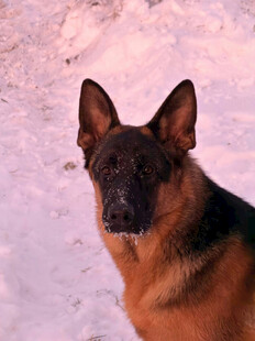 雪地中的德国牧羊犬