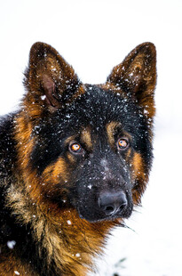 雪中的德国牧羊犬