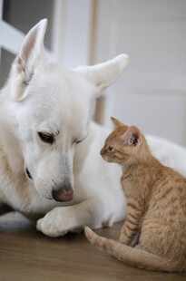 猫狗依偎的温馨瞬间