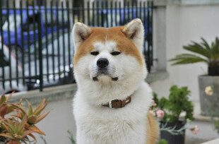 可爱秋田犬站立于庭院