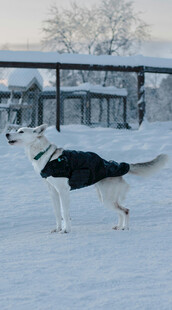 雪地中的黑白犬