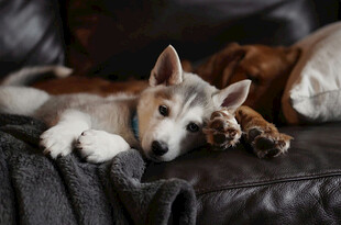两只萌犬惬意躺沙发