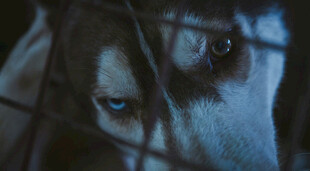 笼中犬