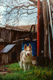 院子里的可爱柯基犬