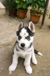 可爱哈士奇幼犬户外模样