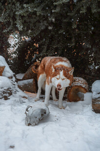 雪地中玩耍的可爱狗狗