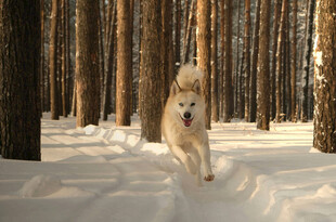 雪地中奔跑的金毛犬