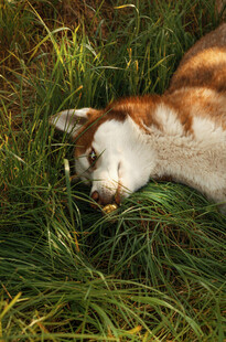 猫咪惬意躺于翠绿草丛中