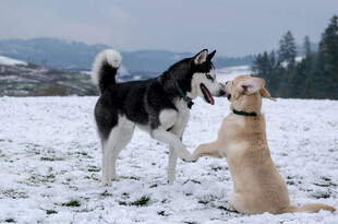 雪地中两犬嬉戏玩耍