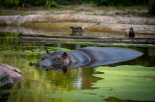 水中的河马