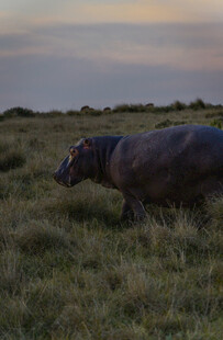 草原上的河马