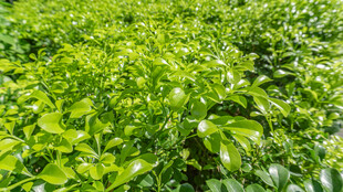 翠绿繁茂的植物景观