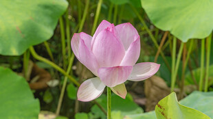 粉色荷花绽放于绿叶间