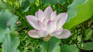 绽放的美丽荷花