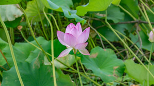 粉色荷花绽放于绿叶间